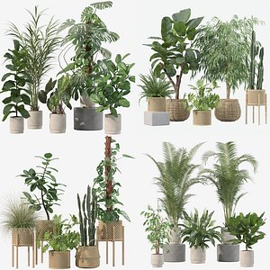 20 Modern Houseplants Megapack Ivy Sansevieria Rubber Tree Monstera - Set 202 203 213 219
