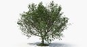Tree H