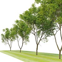 Celtis occidentalis