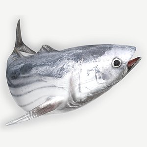 3D TUNA FISH Rigged  L1897 model