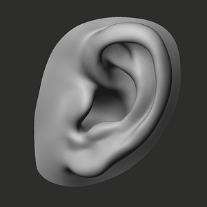 3D ear realistic perfect