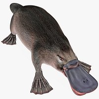 Platypus