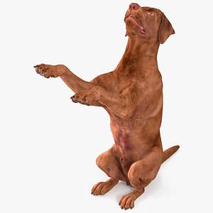 Brown Labrador Dog Begging Pose Animated Rigged for Maya 3D model
