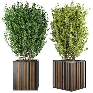 Collection plant vol 94 - ficus - leaf 3D model