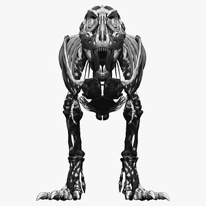 3D adult tyrannosaurus rex complete