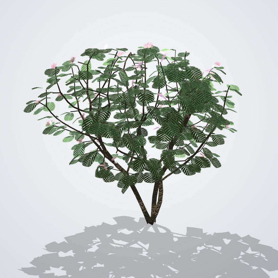 20 Trees Collection - Ornamental, Fruit and Shade Trees model https://p.turbosquid.com/ts-thumb/72/O4dvE6/n8/albiziajulibrissin_02_side_right/png/1792518165/1920x1080/fit_q87/bf9f782e6bff13847d89b7fd08a42540d86c1a4d/albiziajulibrissin_02_side_right.jpg