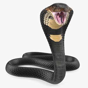 Dark Skin Cobra Attacking Pose