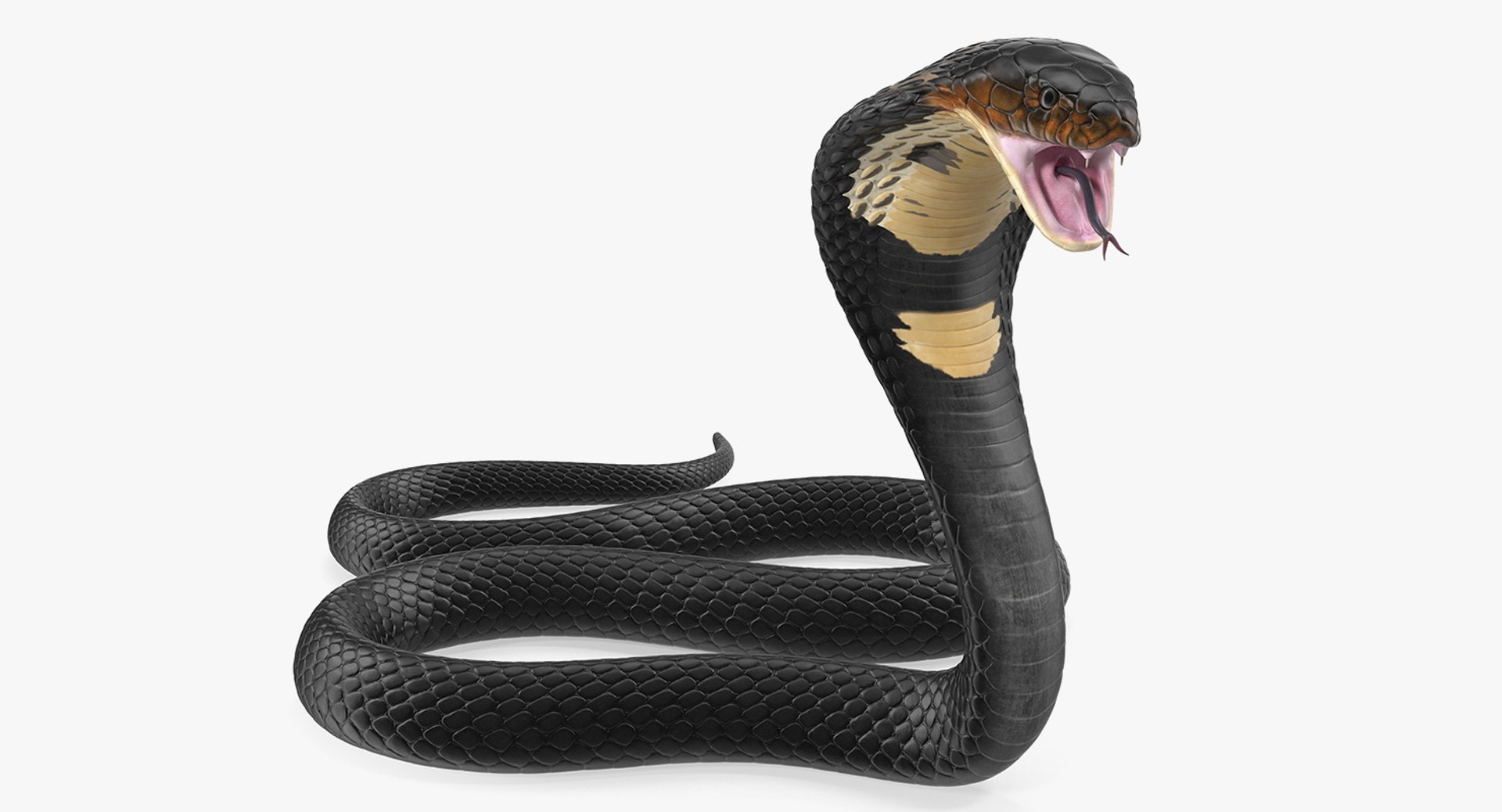 3D Dark Skin Cobra Attacking - TurboSquid 1424444