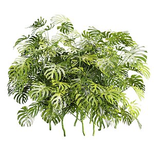 Outdoor Monstera Plants 509 model