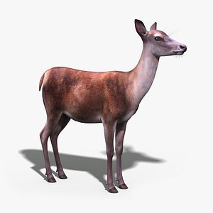Red Deer Doe