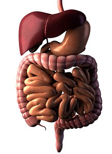 Digestive System
