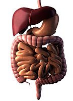 Digestive System