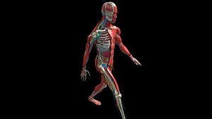 Anatomy Human Body Dissection T POSE