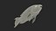 Tropical Parrotfish Rigged for Maya