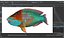 Tropical Parrotfish Rigged for Maya