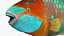 Tropical Parrotfish Rigged for Maya