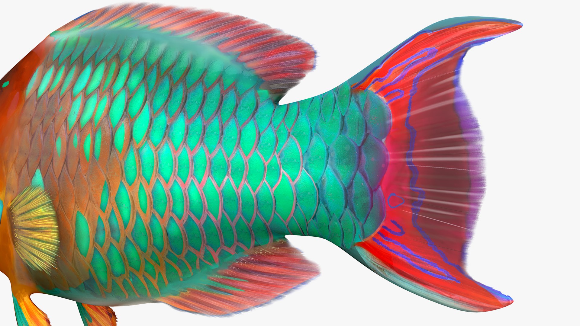 Tropical Parrotfish Rigged For Maya 3D Model - TurboSquid 2389980