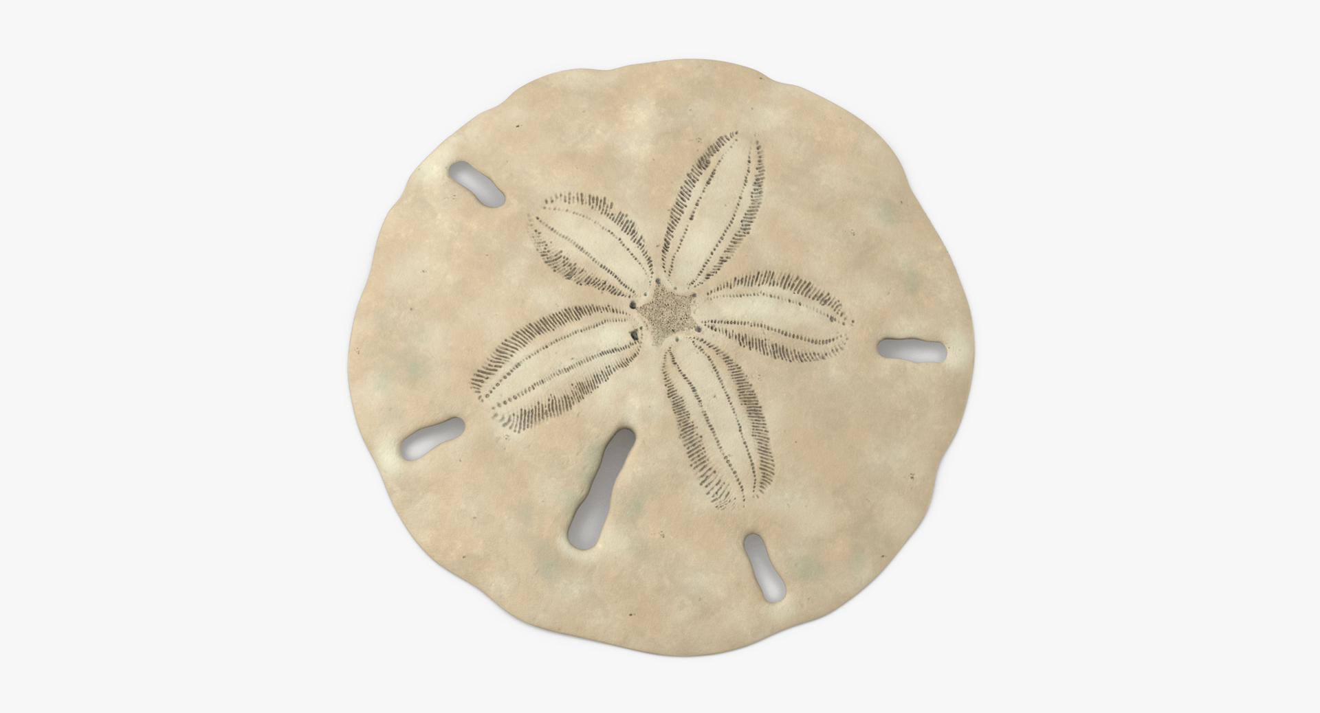 sand dollar png
