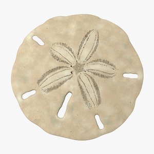 Keyhole Sand Dollar Shell