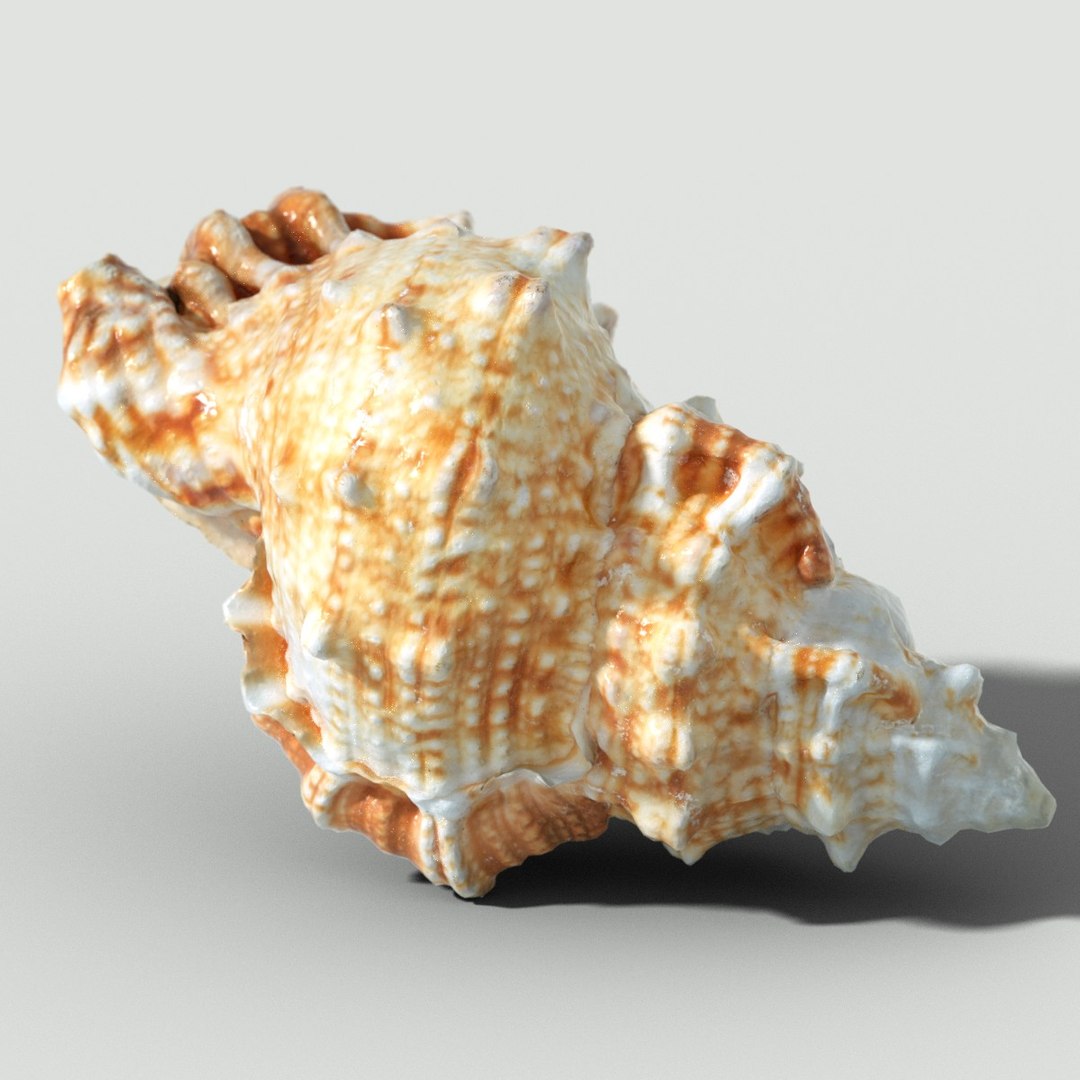 Muricidae Sea Obj