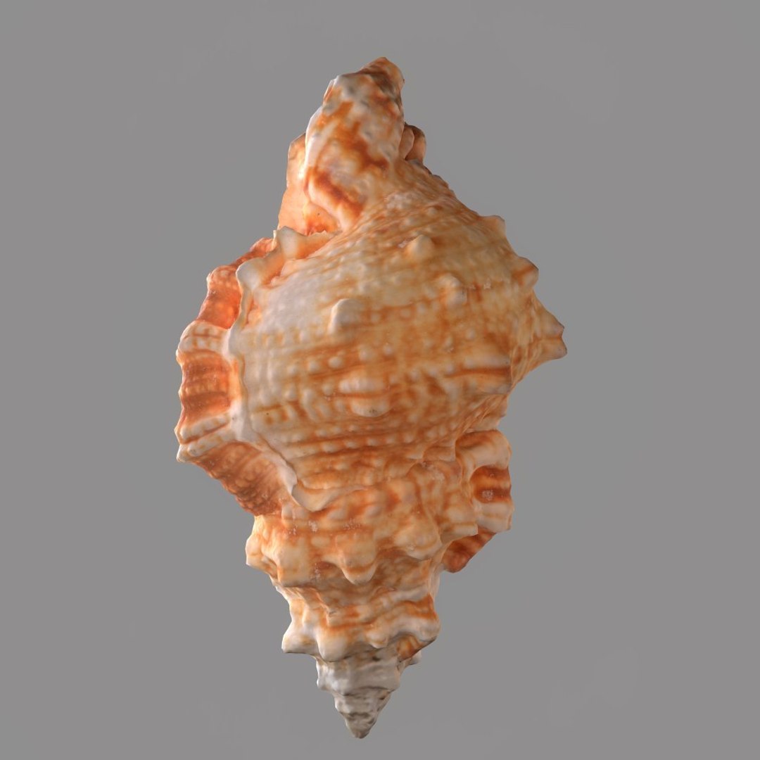 Muricidae Sea Obj