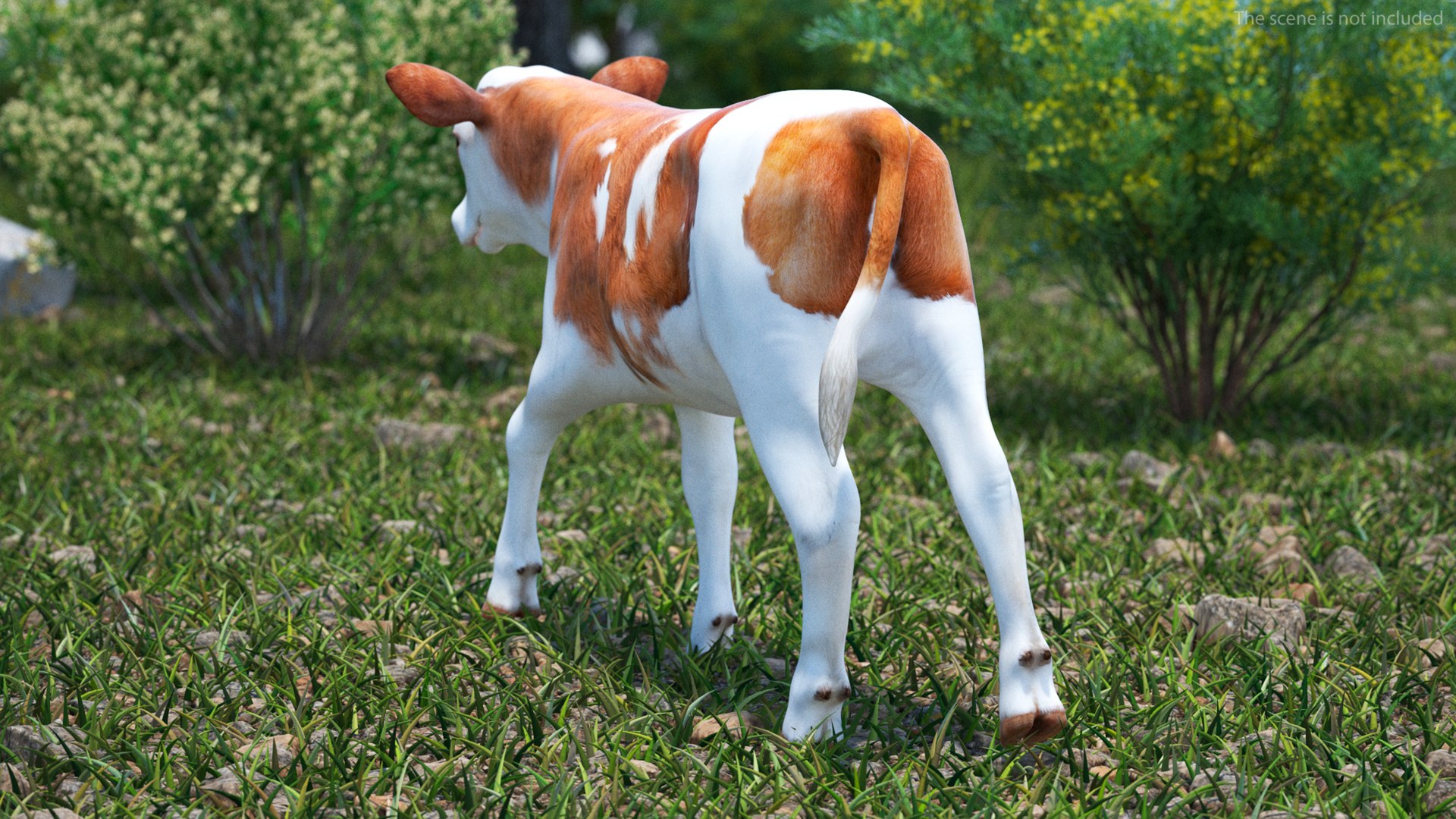 3D Cow Calf In Walking Pose - TurboSquid 2259031