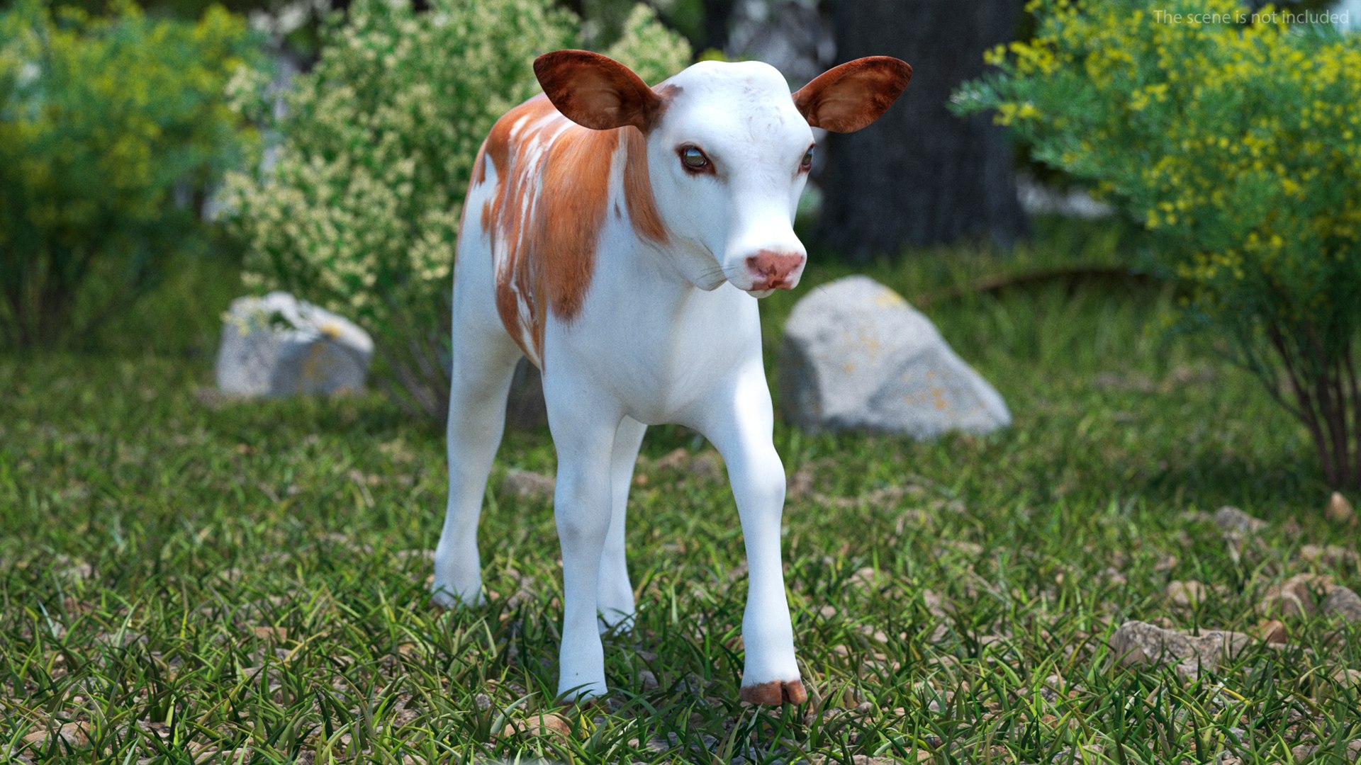 3D Cow Calf In Walking Pose - TurboSquid 2259031