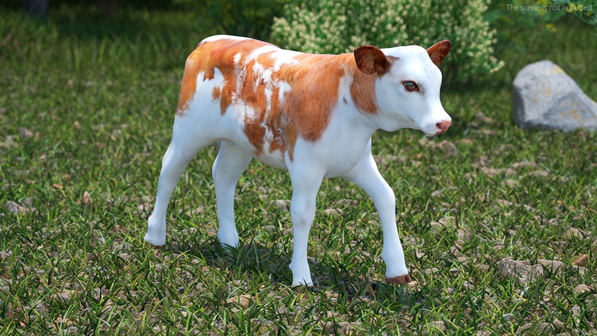 3D Cow Calf In Walking Pose - TurboSquid 2259031