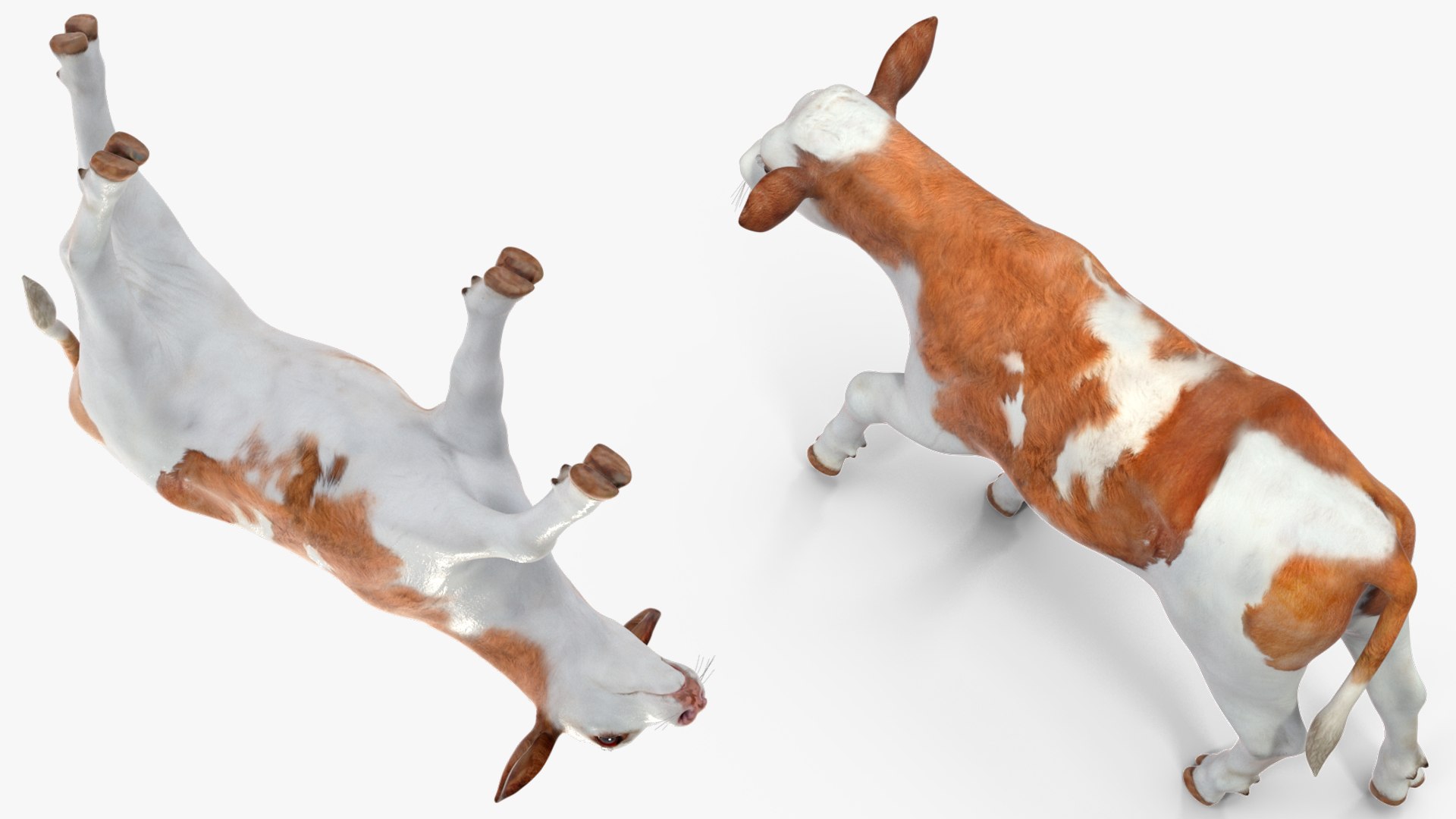 3D Cow Calf In Walking Pose - TurboSquid 2259031