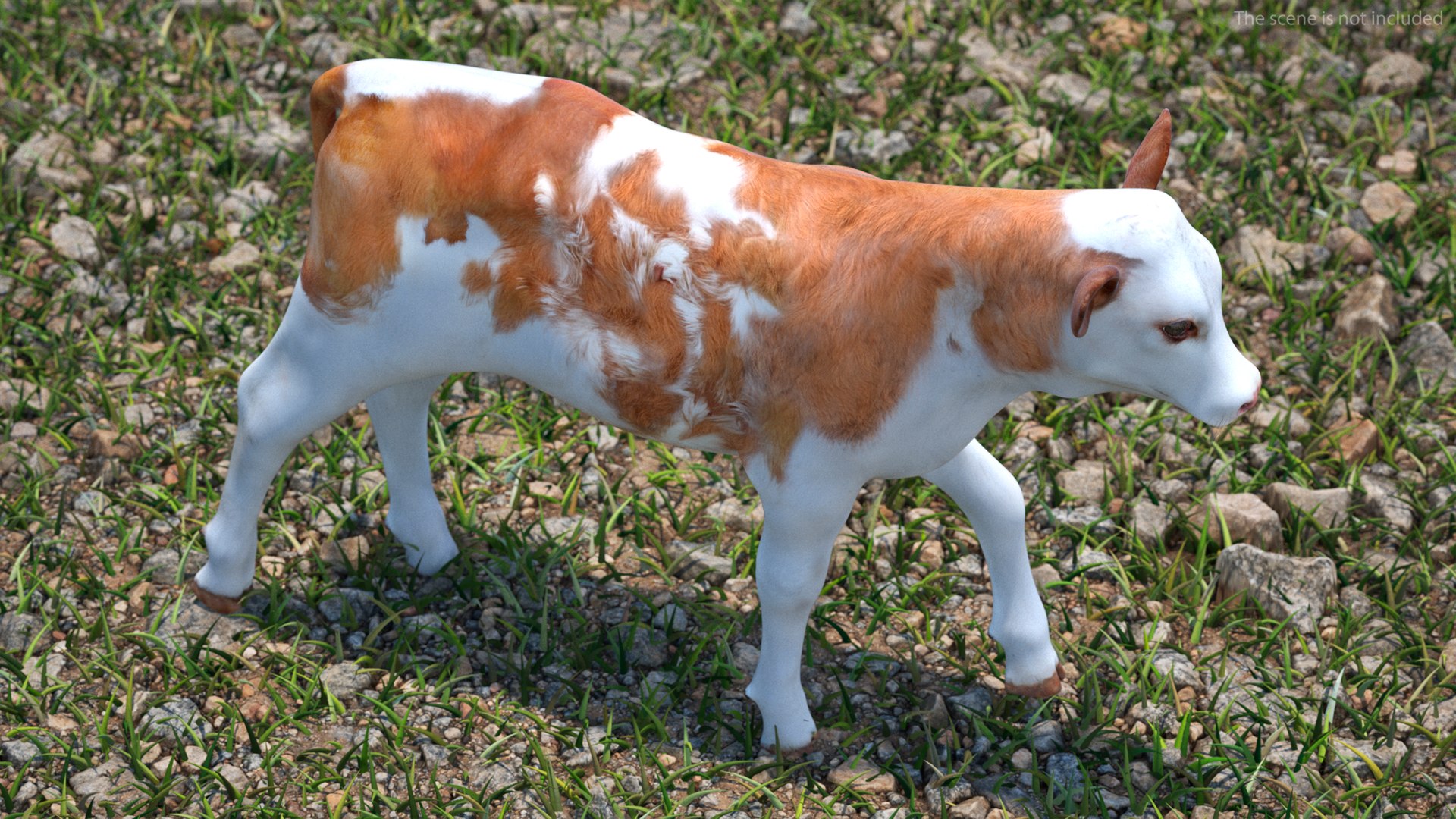3D Cow Calf In Walking Pose - TurboSquid 2259031