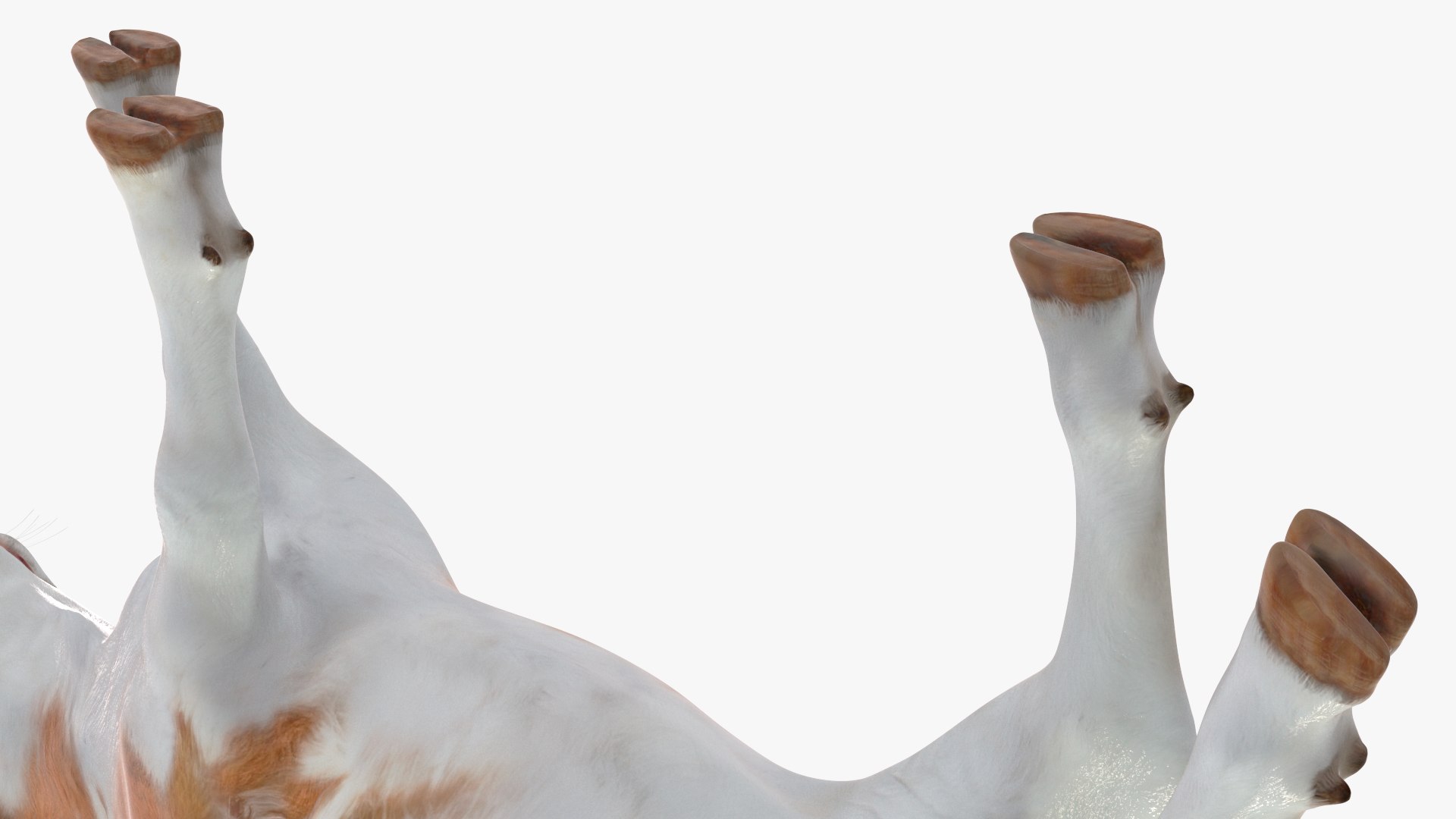 3D Cow Calf In Walking Pose - TurboSquid 2259031