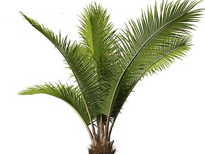 Beccariophoenix alfredii - High plateau coconut palm 01 3D