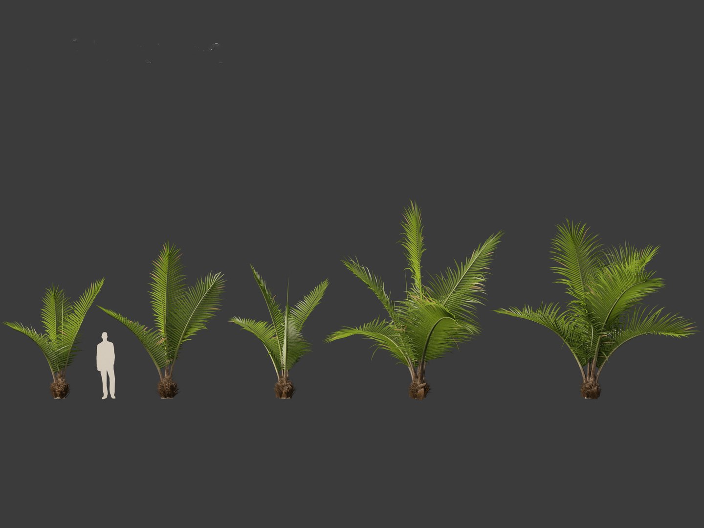 High Plateau Coconut Palm (Beccariophoenix Alfredii) – 15 Live Plants In 4" Pots, Rare Cold Hardy Palm
