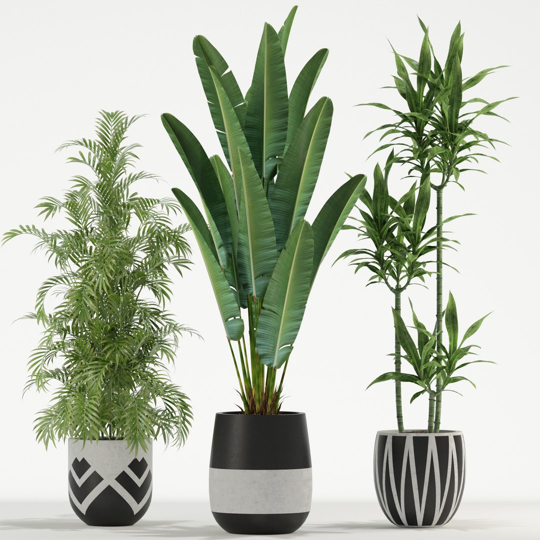 Plants collection 726 3D https://p.turbosquid.com/ts-thumb/73/KBA95e/NX/plant_726_02/jpg/1652937468/1920x1080/fit_q87/6535e618b9af4b196971c7f43df915eff1928db0/plant_726_02.jpg