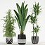 Plants collection 726