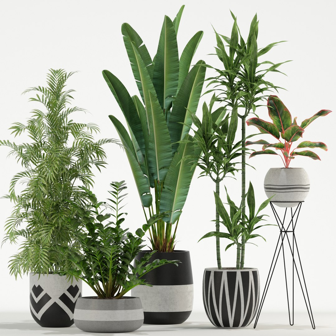 Plants collection 726 3D https://p.turbosquid.com/ts-thumb/73/KBA95e/VF/plant_726_01/jpg/1652937469/1920x1080/fit_q87/5ff99376aa80a949082fc06d172413c5d0aa41a9/plant_726_01.jpg