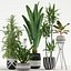 Plants collection 726