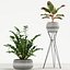 Plants collection 726