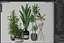 Plants collection 726