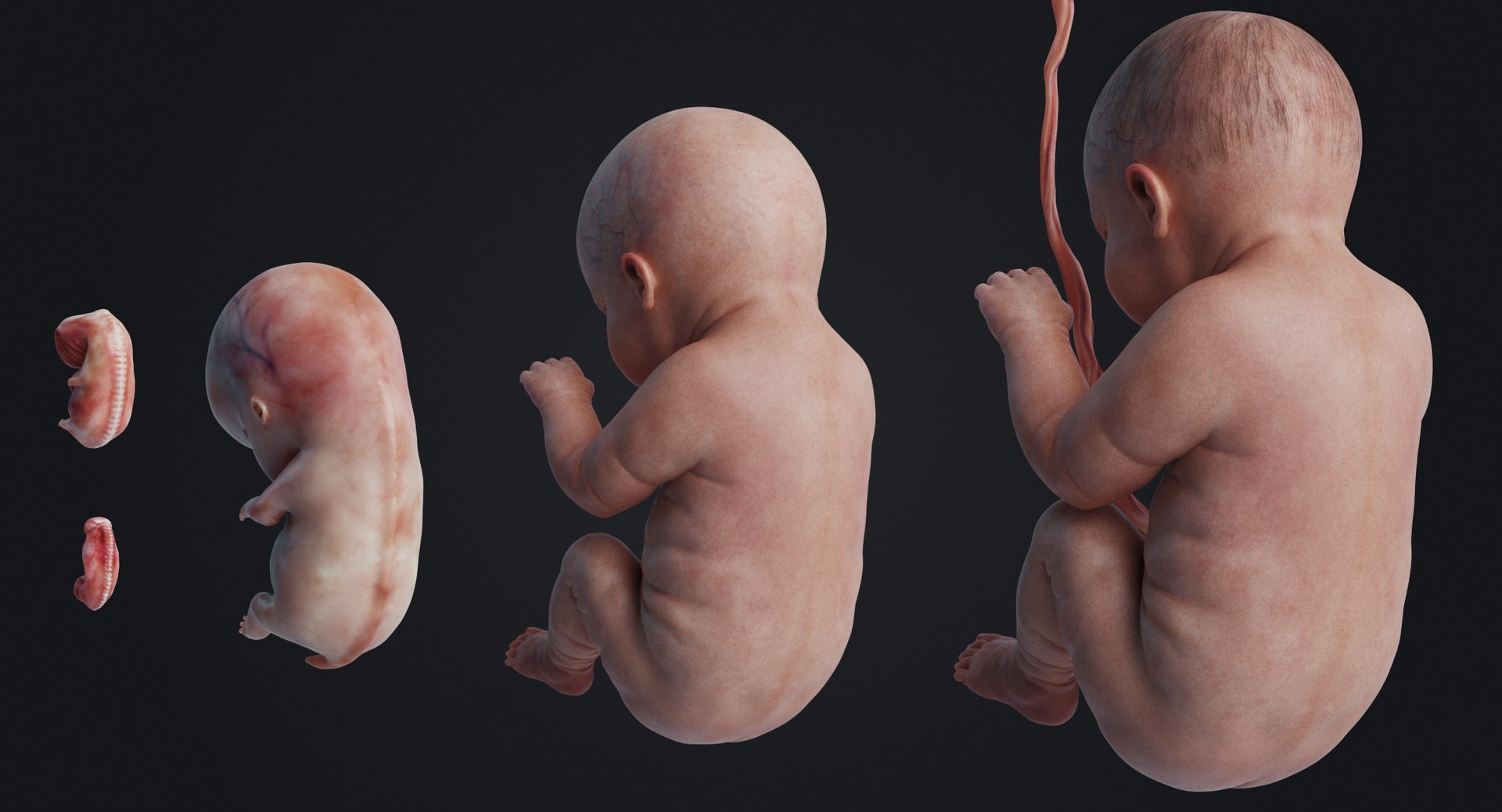 3D rigged animation https://p.turbosquid.com/ts-thumb/73/PBFtTI/1T5Hjh8n/human_0005/jpg/1559817798/1920x1080/fit_q87/d5f83db60076b14f145755804d112bde13853016/human_0005.jpg