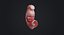 Human Embryo Fetus Animated