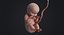 Human Embryo Fetus Animated