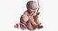 Human Embryo Fetus Animated