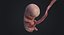 Human Embryo Fetus Animated