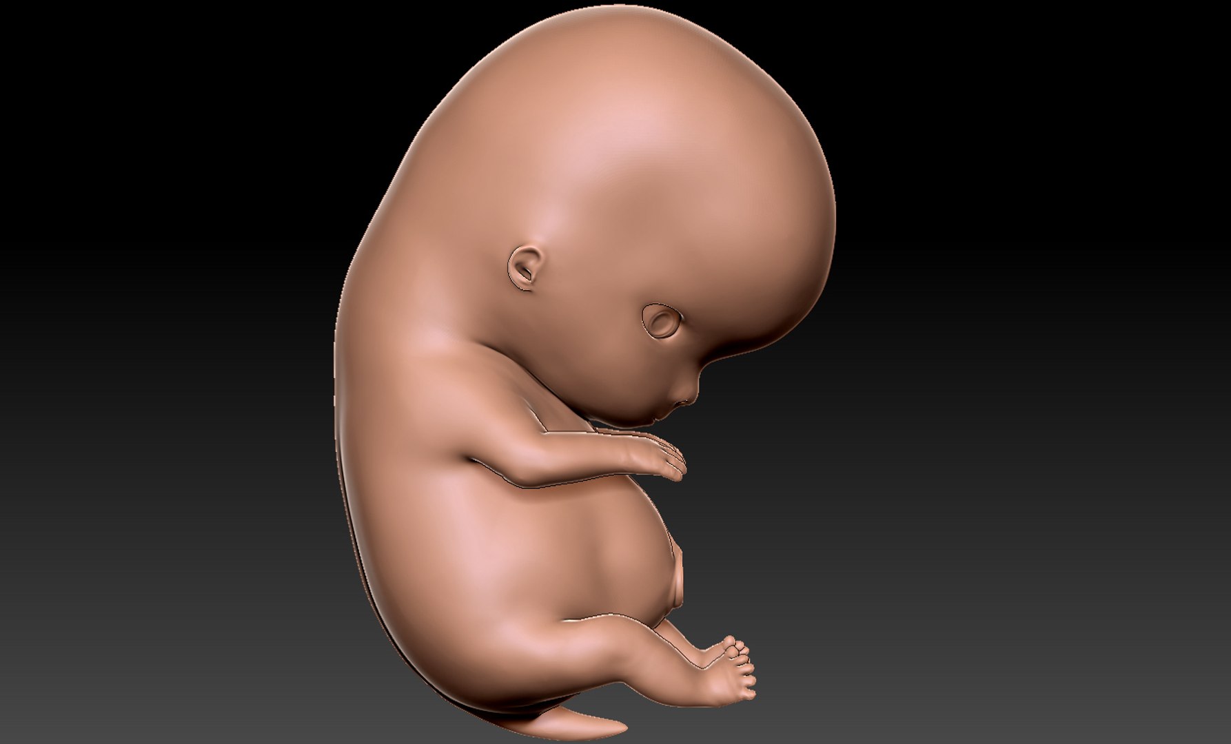 3D rigged animation https://p.turbosquid.com/ts-thumb/73/PBFtTI/CfOoKuCk/humanembryo_1/jpg/1559820097/1920x1080/fit_q87/90e2ceac4359dbd98d708fb352fde64c4505f05f/humanembryo_1.jpg