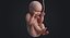 Human Embryo Fetus Animated