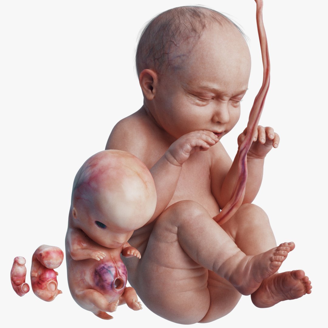 3D rigged animation https://p.turbosquid.com/ts-thumb/73/PBFtTI/JScXOMqX/1_humanembryo_0035/jpg/1569255227/1920x1080/fit_q87/3eb506b8c75c0fcd280b8198abb485e11122869a/1_humanembryo_0035.jpg