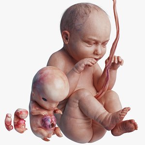 Human Embryo Fetus Animated