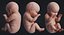 Human Embryo Fetus Animated