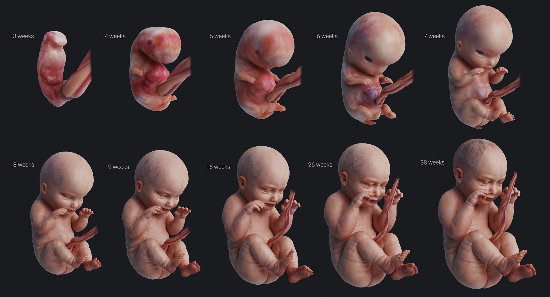 3D rigged animation https://p.turbosquid.com/ts-thumb/73/PBFtTI/NxrlU3Fy/human_0001/jpg/1559817797/1920x1080/fit_q87/30012483ba83783e403e0be6b53052387dda6afc/human_0001.jpg